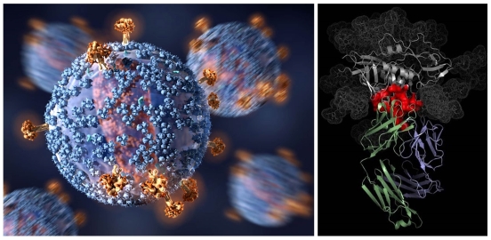Virus and antibody bound to virus