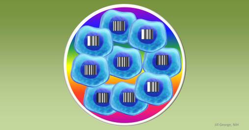 Cells labeled with barcodes